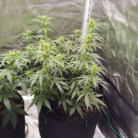 Fat Monkey Fem auto - Right growlog timeline photo