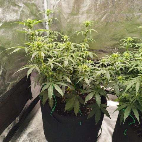 Fat Monkey Fem auto - Left  growlog timeline photo