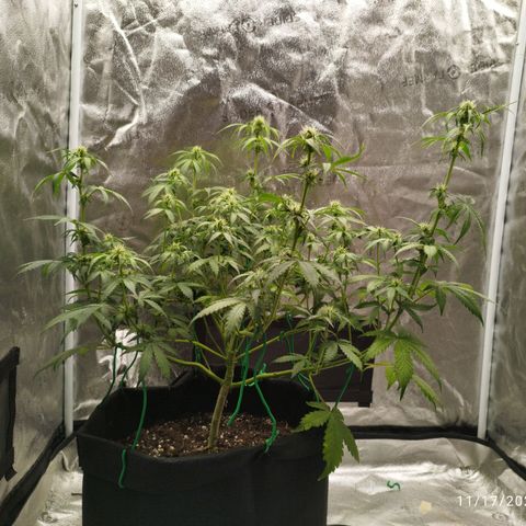 Fat Monkey Fem auto - Left  growlog timeline photo