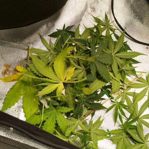 Fat Monkey Fem auto - Left  growlog timeline photo