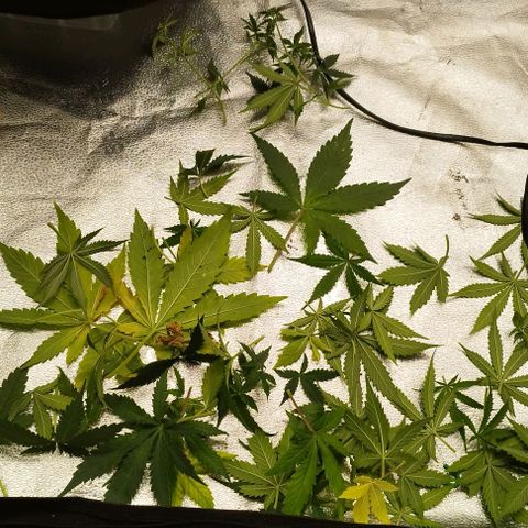 Fat Monkey Fem auto - Left  growlog timeline photo