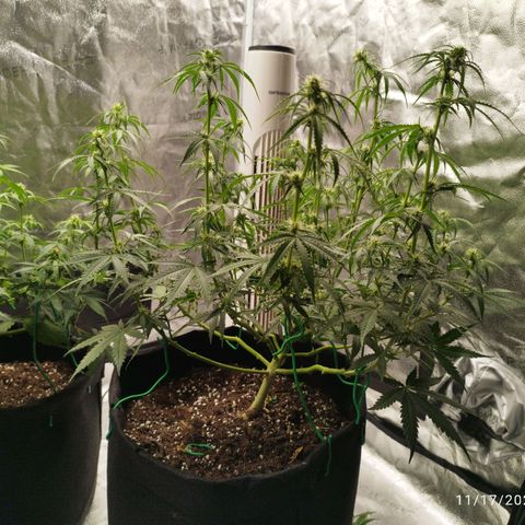 Fat Monkey Fem auto - Right growlog timeline photo