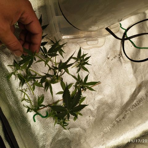 Fat Monkey Fem auto - Right growlog timeline photo
