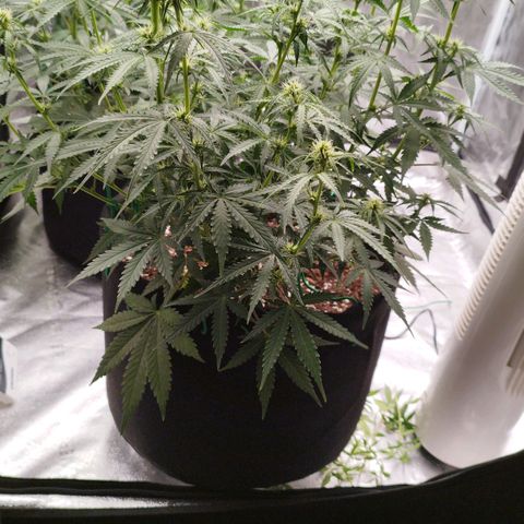 Fat Monkey Fem auto - Right growlog timeline photo