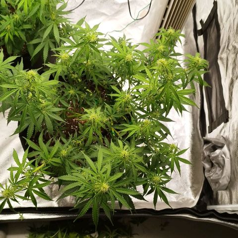 Fat Monkey Fem auto - Right growlog timeline photo