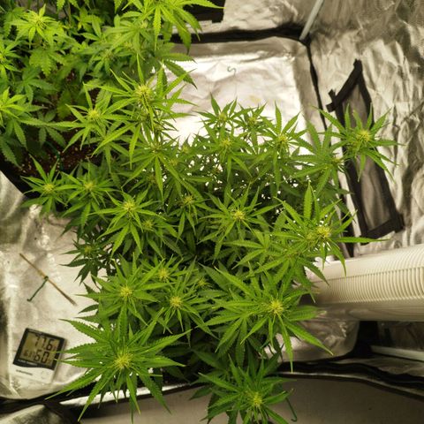 Fat Monkey Fem auto - Right growlog timeline photo