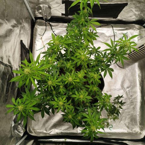 Fat Monkey Fem auto - Right growlog timeline photo