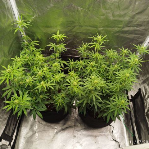 Fat Monkey Fem auto - Right growlog timeline photo