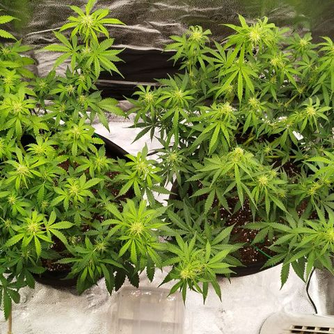 Fat Monkey Fem auto - Right growlog timeline photo