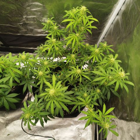 Fat Monkey Fem auto - Right growlog timeline photo