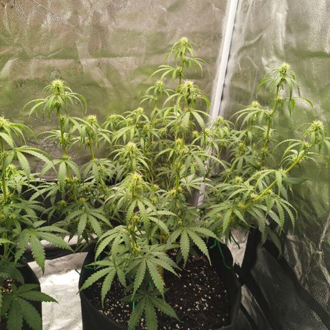 Fat Monkey Fem auto - Right growlog timeline photo