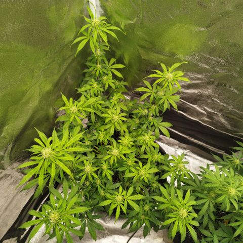 Fat Monkey Fem auto - Left  growlog timeline photo