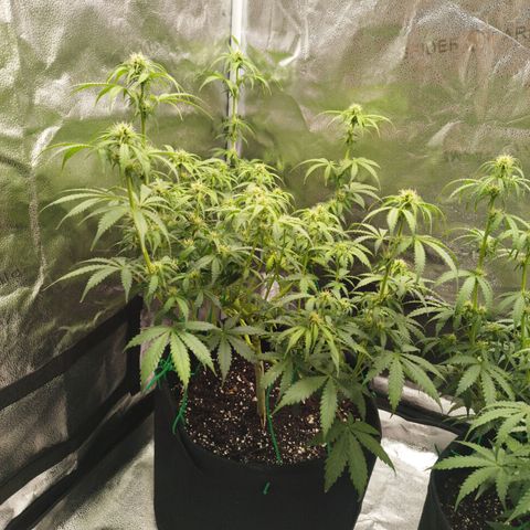 Fat Monkey Fem auto - Left  growlog timeline photo