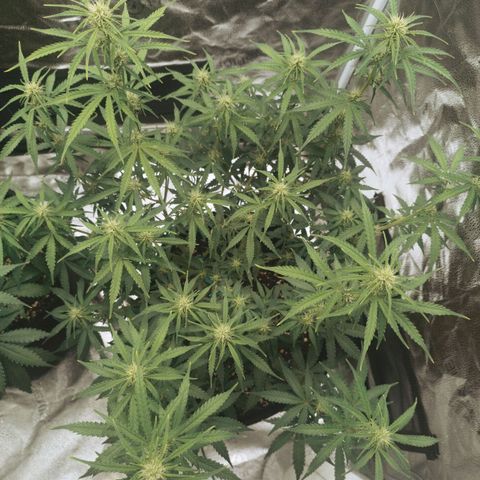 Fat Monkey Fem auto - Right growlog timeline photo