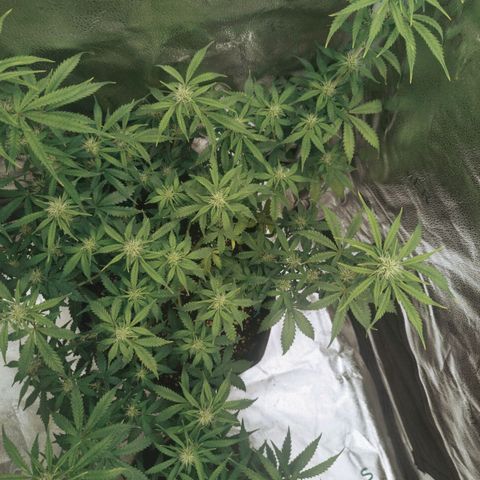 Fat Monkey Fem auto - Left  growlog timeline photo
