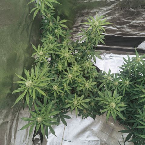 Fat Monkey Fem auto - Left  growlog timeline photo