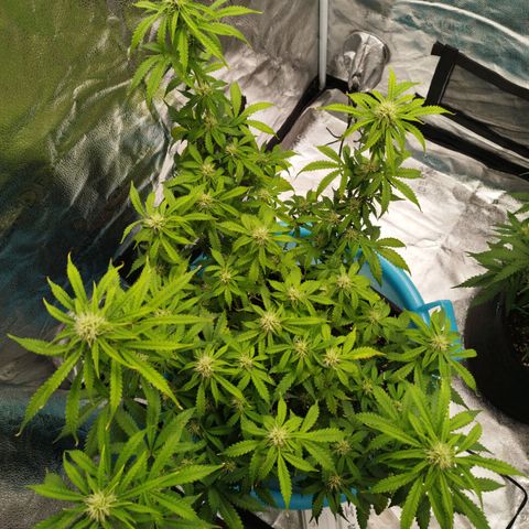 Fat Monkey Fem auto - Left  growlog timeline photo