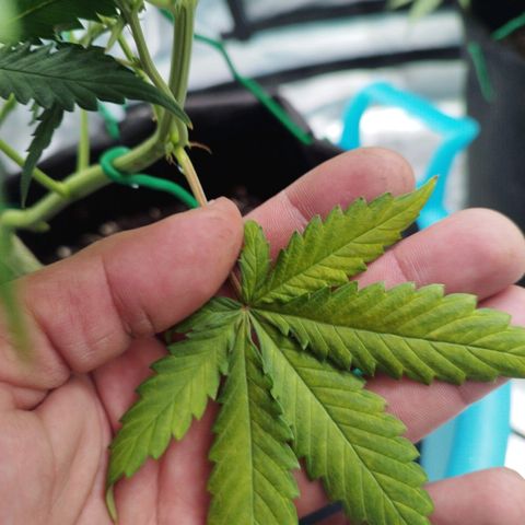 Fat Monkey Fem auto - Left  growlog timeline photo