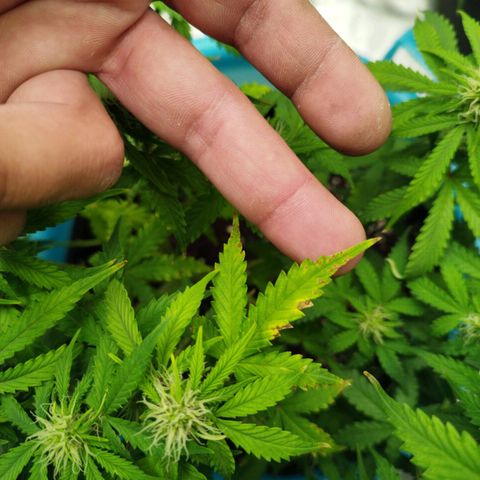 Fat Monkey Fem auto - Left  growlog timeline photo