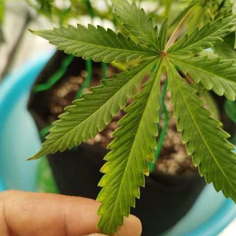 Fat Monkey Fem auto - Left  growlog timeline photo