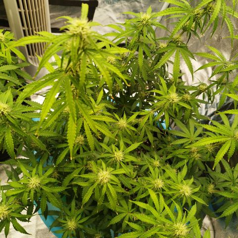 Fat Monkey Fem auto - Right growlog timeline photo