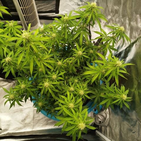 Fat Monkey Fem auto - Right growlog timeline photo