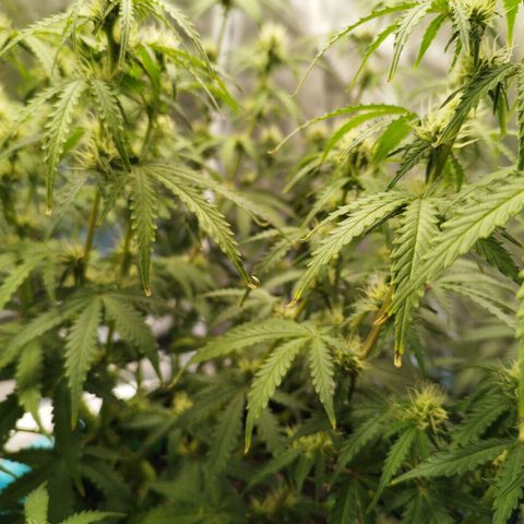 Fat Monkey Fem auto - Right growlog timeline photo