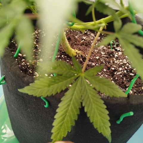 Fat Monkey Fem auto - Right growlog timeline photo