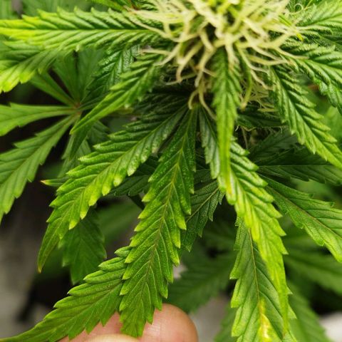 Fat Monkey Fem auto - Right growlog photo: Deficiencies starting to clear up. Problem doesn't seem to have been pH or lockout, just underfed. 