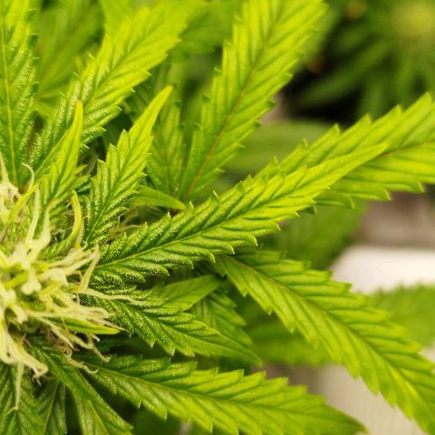 Fat Monkey Fem auto - Right growlog photo: Deficiencies starting to clear up. Problem doesn't seem to have been pH or lockout, just underfed. 