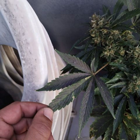 West Coast OG x Gelato Auto 41 growlog timeline photo
