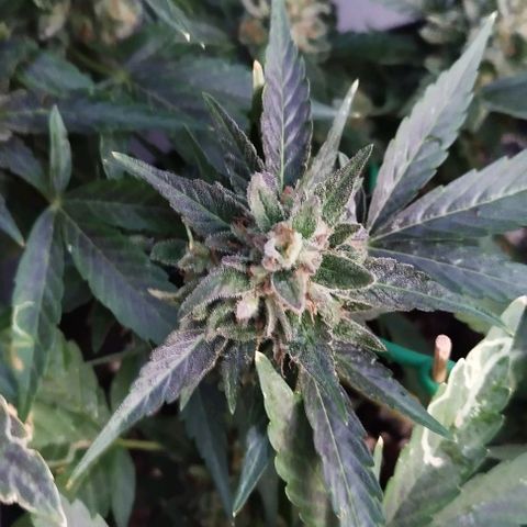West Coast OG x Gelato Auto 41 growlog timeline photo