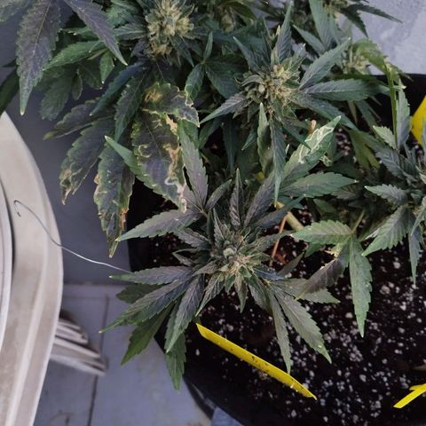 West Coast OG x Gelato Auto 41 growlog timeline photo