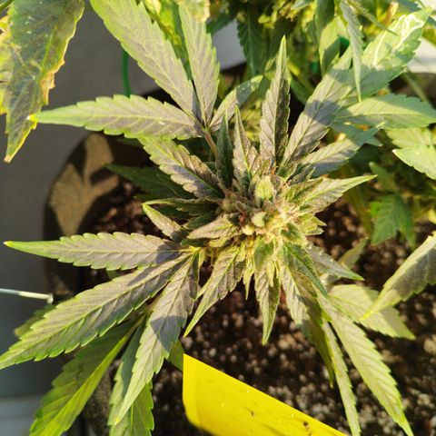 West Coast OG x Gelato Auto 41 growlog timeline photo