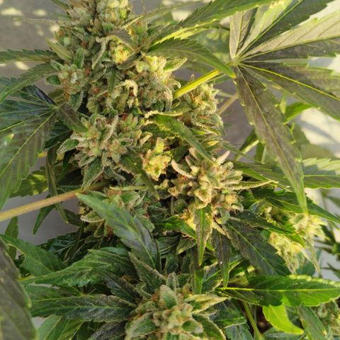 West Coast OG x Gelato Auto 41 growlog timeline photo