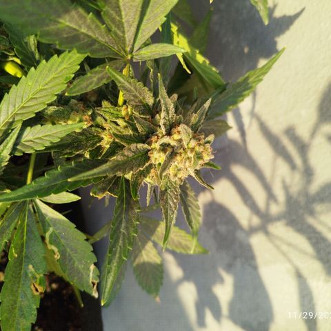 West Coast OG x Gelato Auto 41 growlog timeline photo