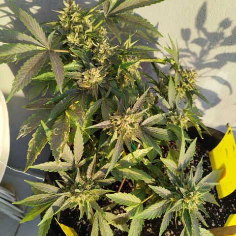 West Coast OG x Gelato Auto 41 growlog timeline photo