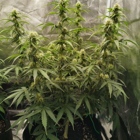 Fat Monkey Fem auto - Right growlog timeline photo
