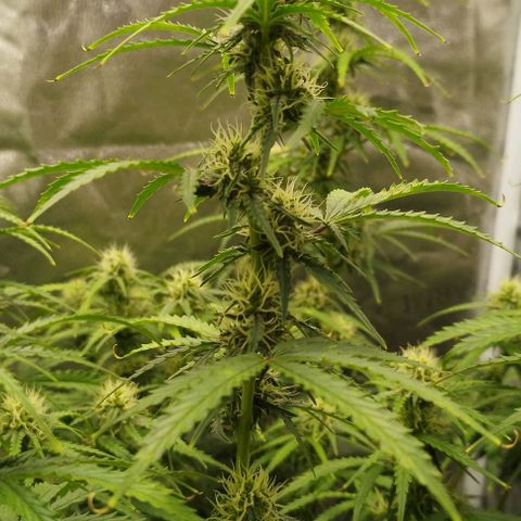 Fat Monkey Fem auto - Right growlog timeline photo