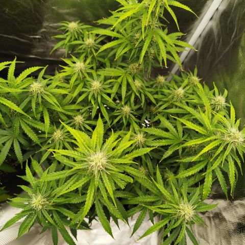 Fat Monkey Fem auto - Right growlog timeline photo
