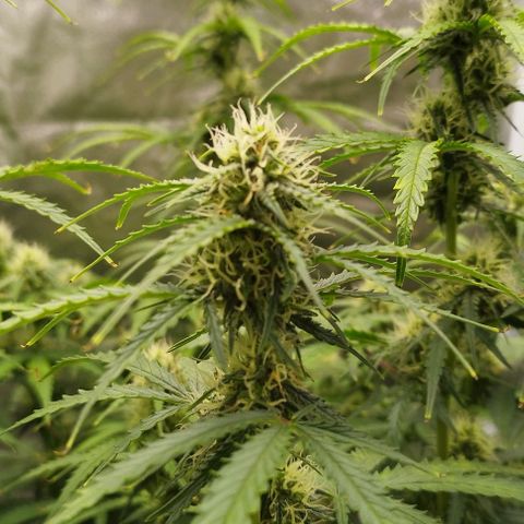 Fat Monkey Fem auto - Right growlog timeline photo
