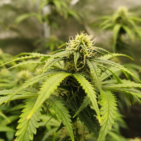 Fat Monkey Fem auto - Left  growlog timeline photo