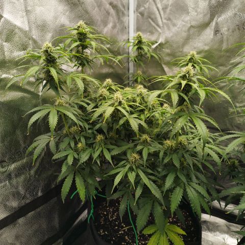 Fat Monkey Fem auto - Left  growlog timeline photo