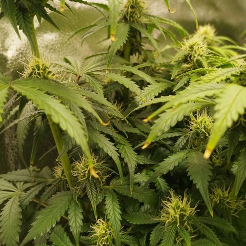Fat Monkey Fem auto - Left  growlog timeline photo