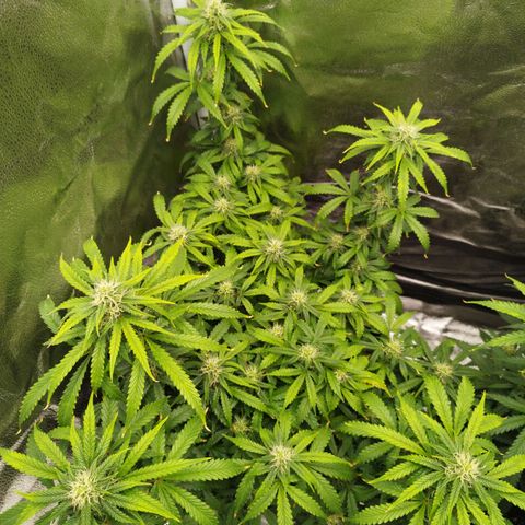 Fat Monkey Fem auto - Left  growlog timeline photo