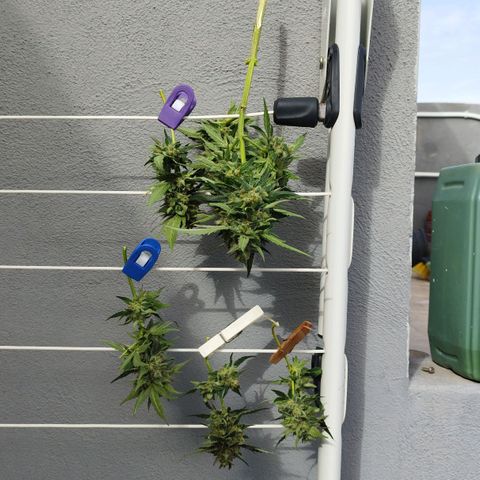 West Coast OG x Gelato Auto 41 growlog timeline photo