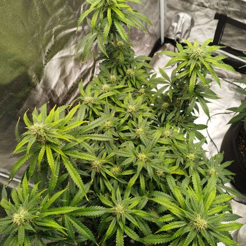 Fat Monkey Fem auto - Left  growlog timeline photo
