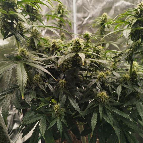 Fat Monkey Fem auto - Left  growlog timeline photo