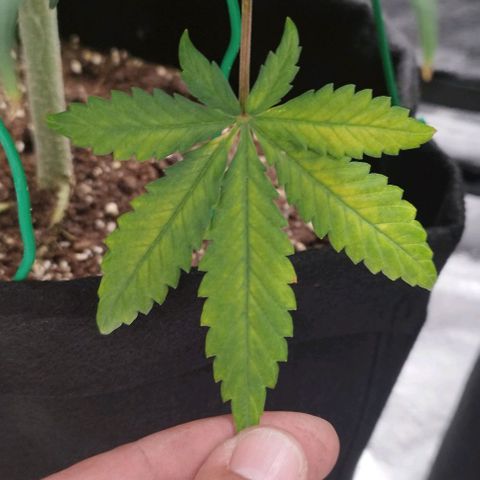 Fat Monkey Fem auto - Left  growlog timeline photo