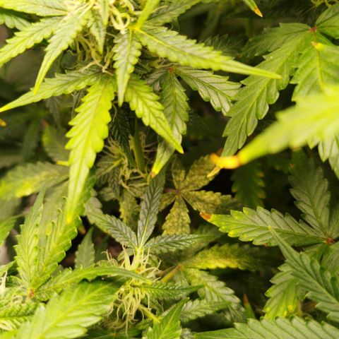Fat Monkey Fem auto - Left  growlog timeline photo